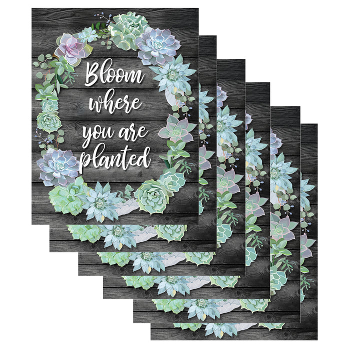 (6 EA) BLOOM WHERE YOU ARE PLANTED