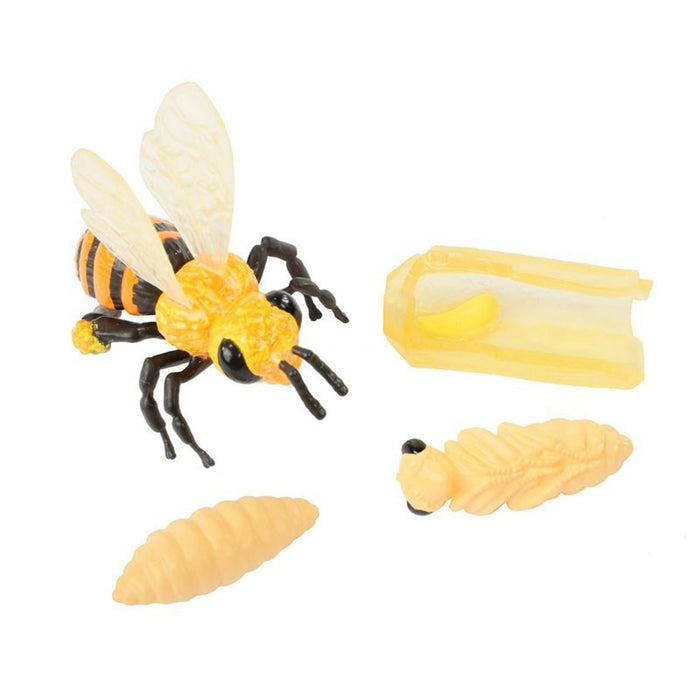 BEE LIFE CYCLE STAGES