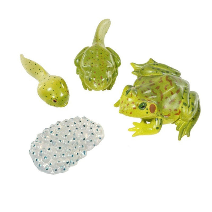 (2 EA) FROG LIFE CYCLE STAGES