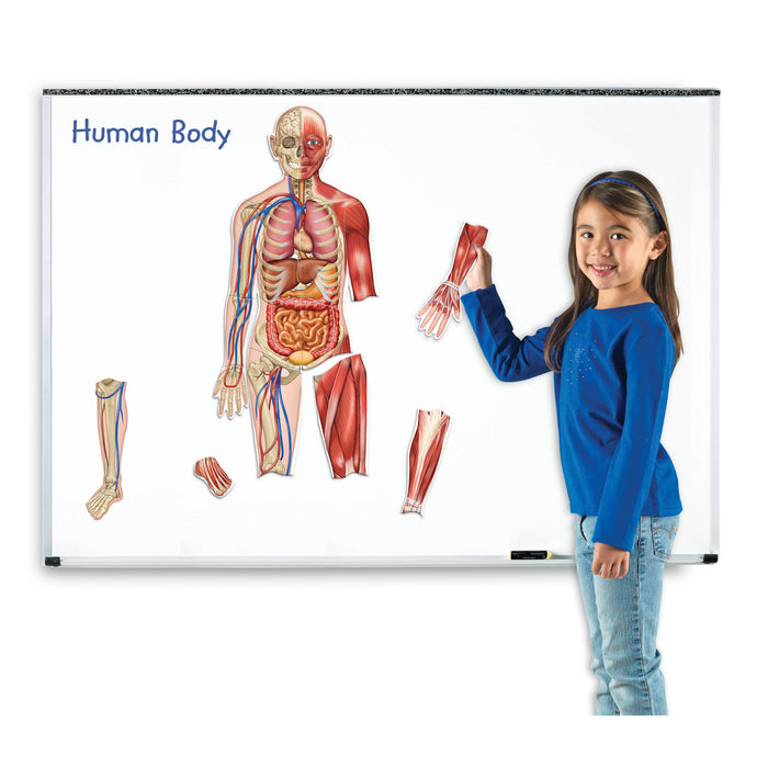 DOUBLE-SIDED MAGNETIC HUMAN BODY