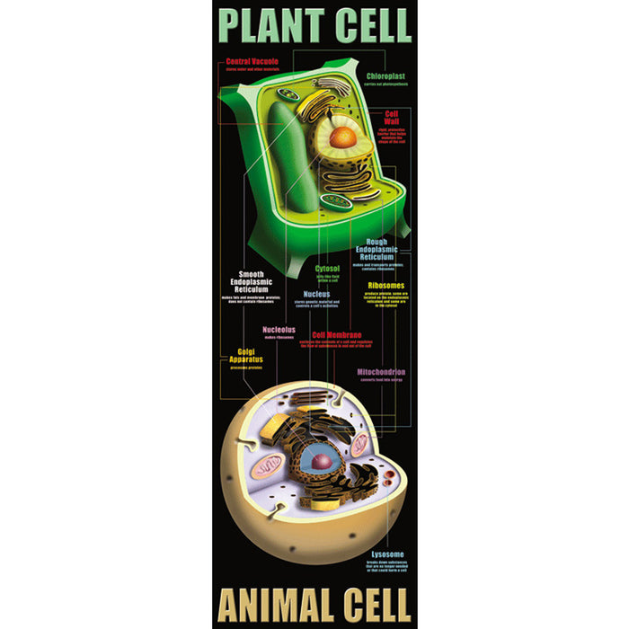 PLANT AND ANIMAL CELLS COLOSSAL